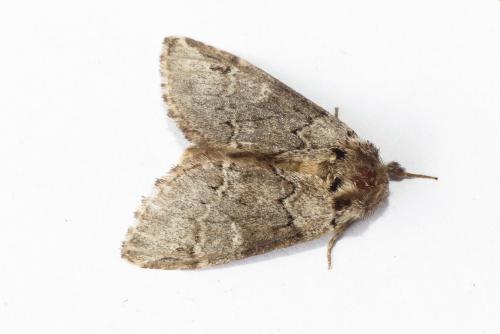 Réf. 209 776 : Drymonia melagona